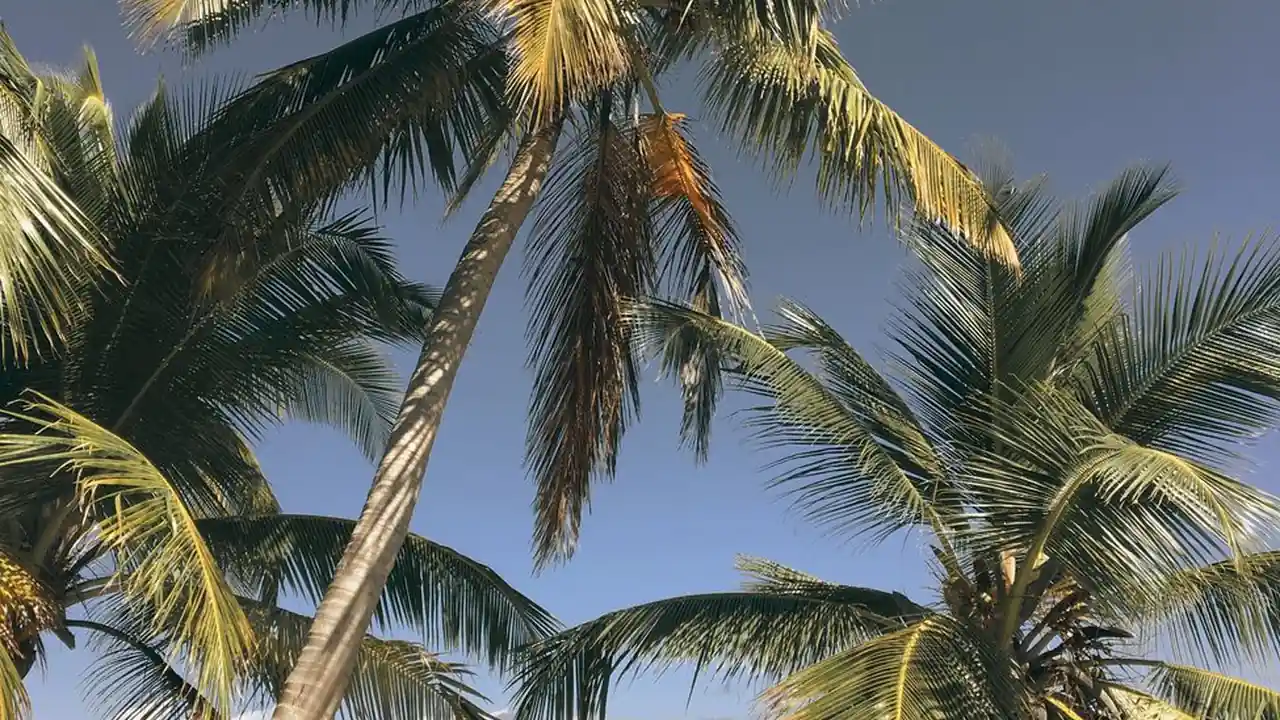 关于蜜桃q妹风油精视频的搜索与避坑指南